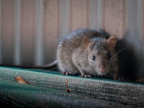 Efficient and Humane Rat Removal in Houston