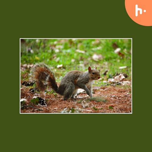 Effective Squirrel Removal in Houston Protect Your Home Today