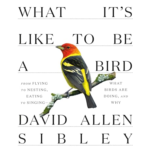 What It's Like to Be a Bird