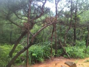 【灵界见闻】变食趣闻及鬼道眷属 (含音频 Audio) Interesting Stories about Food Transformation and Ghost Dependents by Unknown