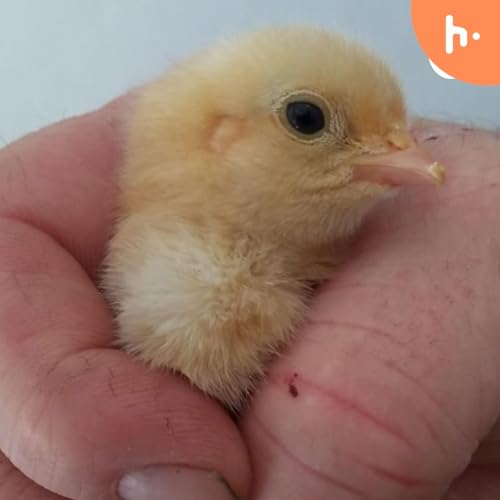 The Homesteading UK Podcast by Alan