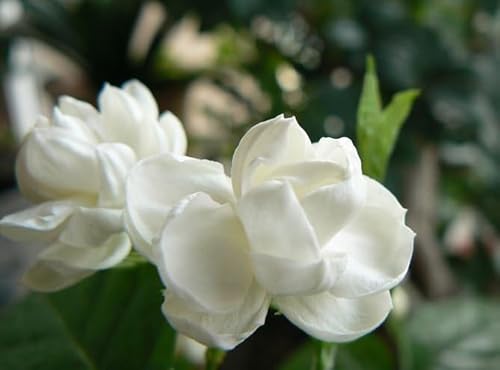 【灵界见闻】女鬼背着药箱走不出家门 (含音频 Audio) Female Ghost Carrying Medicine Box Can't Leave Home by Unknown