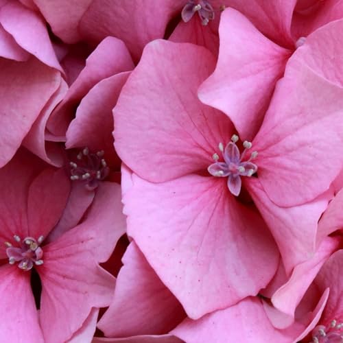 Cancer Is Courageous by Cancer is Courageous - CIC is a weekly podcast series hosted by Jo Scaife a Marketplace Entrepreneur and Cancer Survivor and Fighter.