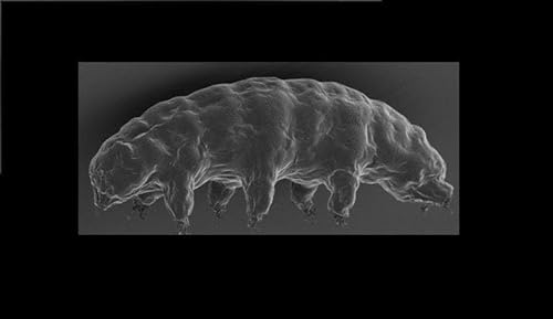 Water Bears' Super Survival Skills Give Up Secrets by Unknown