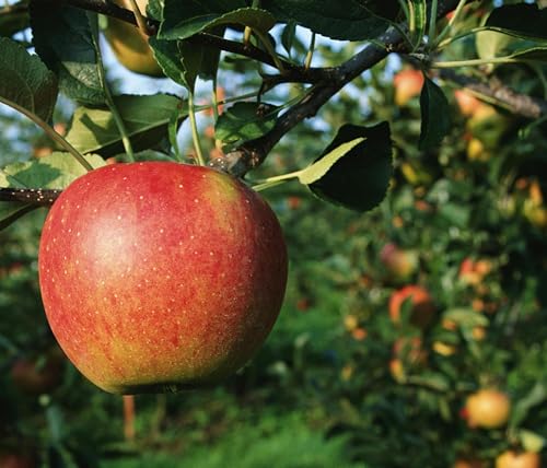 Urban Food Foraging Looks Fruitful by Unknown