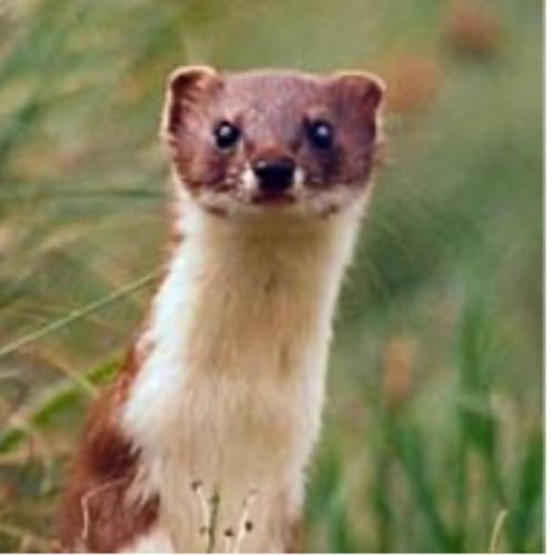 Cuentos y chistes gallegos by La Comedia