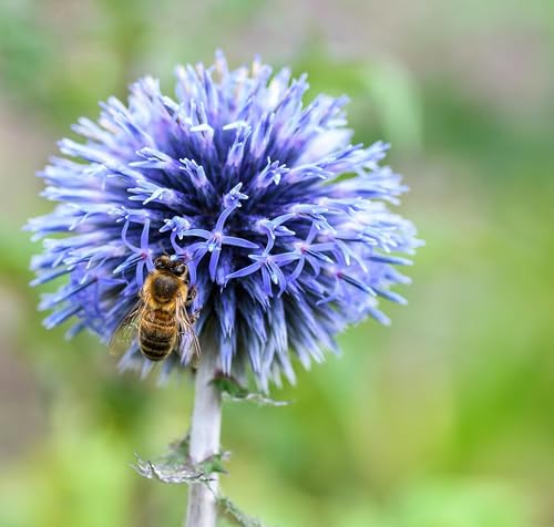 Bees Have a Goldilocks Lawn Mow Schedule by Unknown