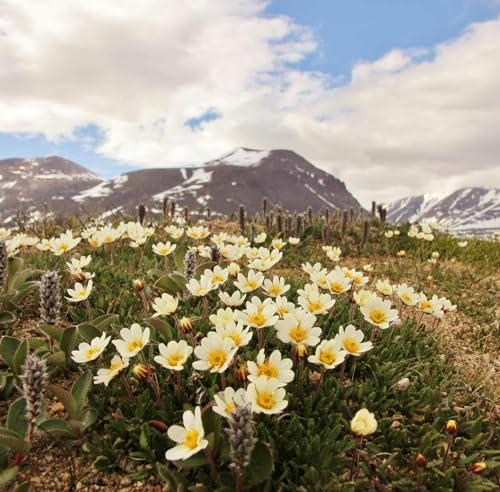 Arctic Pollinator Faces Uncertain Future by Unknown