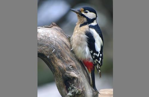 Woodpeckers Drum to Their Own Tunes by Unknown