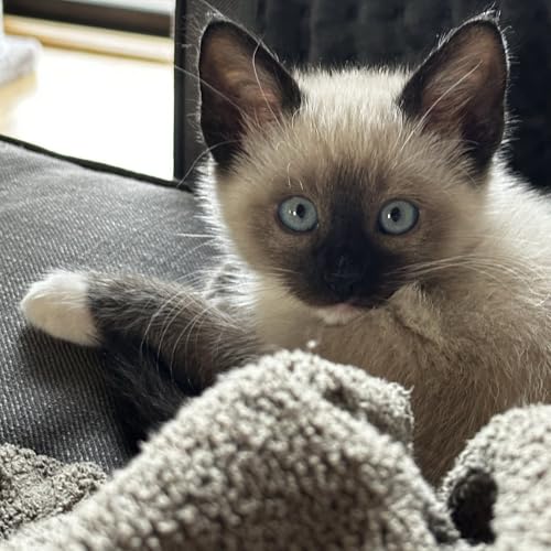 Tankie Group Therapy #29: No disclaimers necessary by Unknown