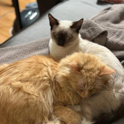 Tankie Group Therapy #31: This is what imperial decline looks like by Unknown