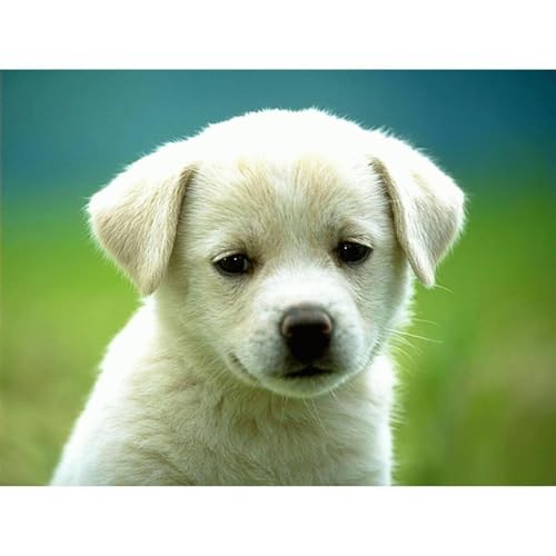 “Against Liberation: Putting Animals in Perspective,” a Book Review