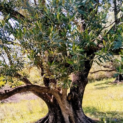 Résonance: Quand l’âme, l’esprit et le cœur vibrent ensemble by Amiralamrous