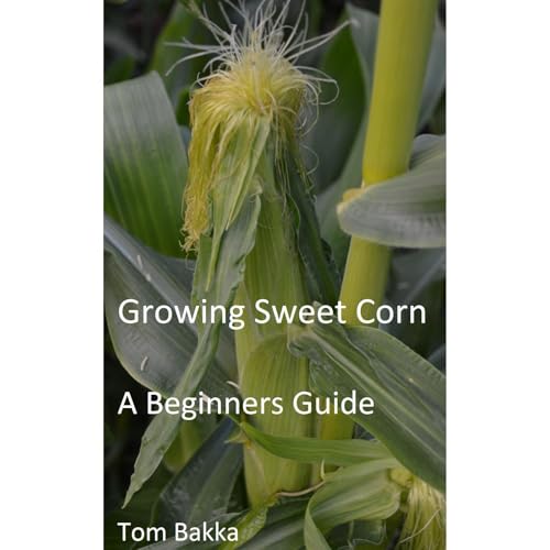 GROWING SWEET CORN