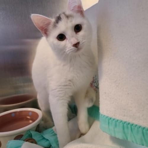 Meet Reiki: This Shy but Sweet Kitty Needs a Patient, Loving Home by Unknown