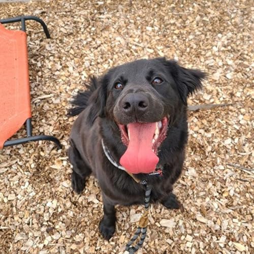 Meet Apollo: The Energetic Lab Mix Ready to Be Your New Best Friend by Unknown