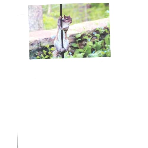 P-Nut the Friendly Squirrel