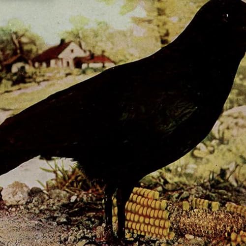 #OzWatch: Dallas on watch for his magpies and miner birds, crows and cockatoos too. Jeremy Zakis, New South Wales. #FriendsOfHistoryDebatingSociety by Unknown