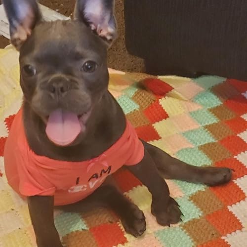 The adorable Avengers puppies. by The adorables.