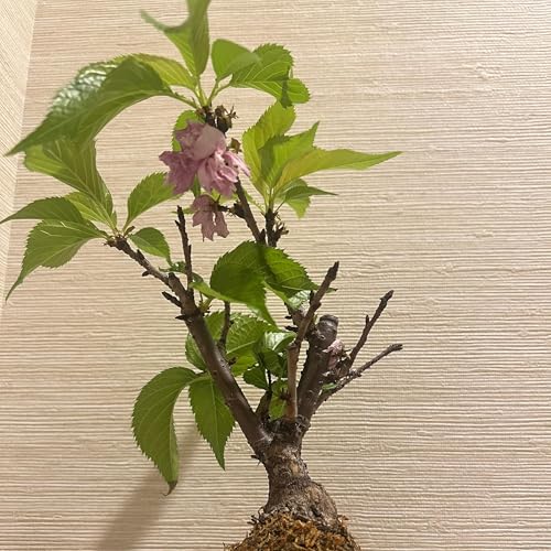 జపాన్ బోన్సాయి యాత్ర 🌿 | ప్రశాంతమైన క్షణాలు ప్రయాణ మార్గదర్శిని 🇯🇵 by Zen-Bonsai-Vibes