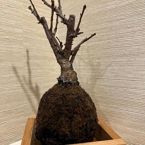 Sauti ya Bonsai – Safari ya Utulivu kutoka Japani Utalii wa Japani