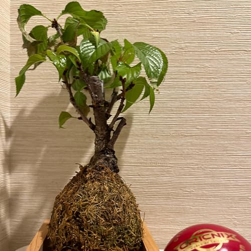 بونسای ژاپنی و مسیرهای سفر Japanese Bonsai and Travel Routes by بونسای ژاپن 	Japanese Bonsai