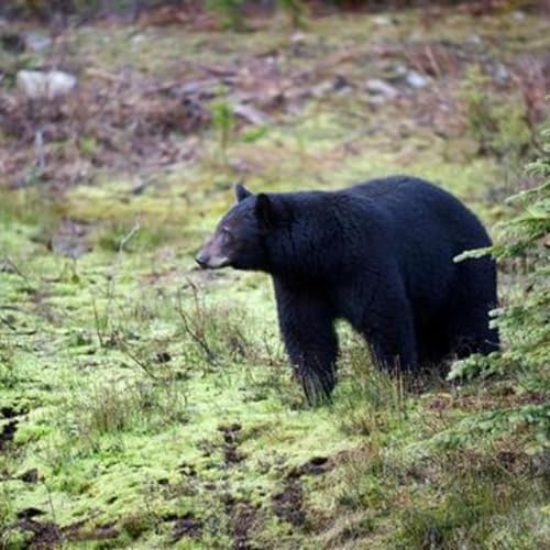 Black bears break into Jackson Hole shed, one euthanized, one captured and released by Unknown