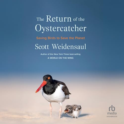 The Return of the Oystercatcher
