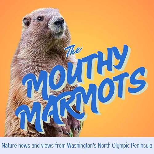 Mouthy Marmots of the Olympic Peninsula by Carole 