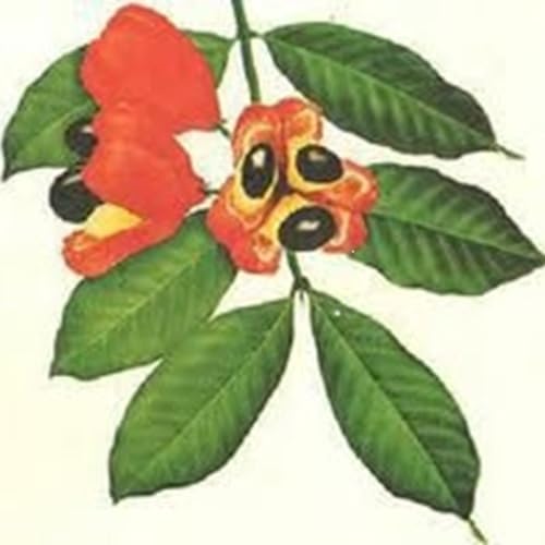 Jamaican Diaspora by Jamaican Diaspora 