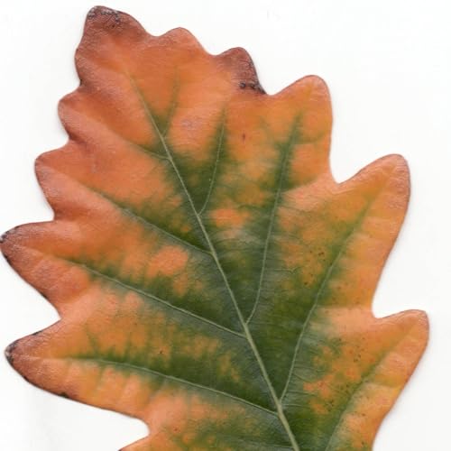 Political Philosophy Podcast by Toby Buckle