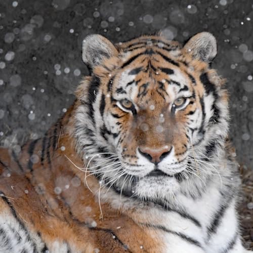 Arctic air prompts Detroit Zoo and Belle Isle Nature Center to close Friday and Saturday by Unknown