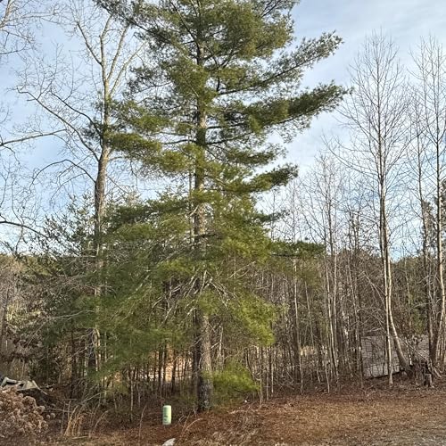 The Deep Dive -Adventure Series by Im