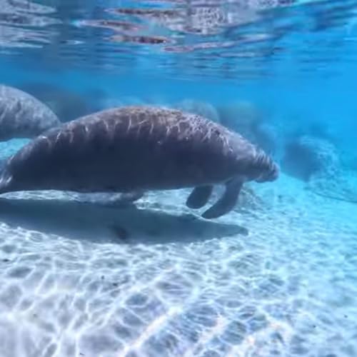 Bucket List Moment ✔️ - Swimming with Manatees by Unknown