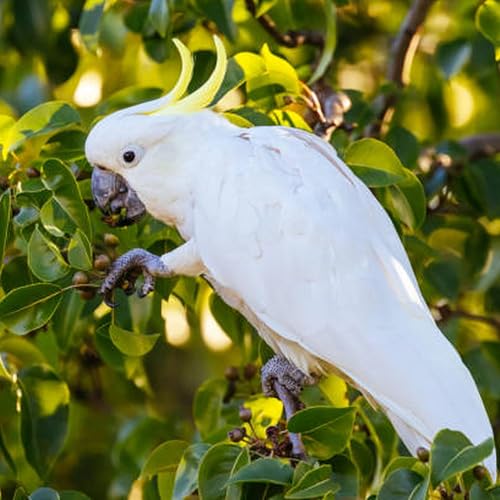 Falcon-like drones could soon take to Victorian skies to protect orchards by Unknown