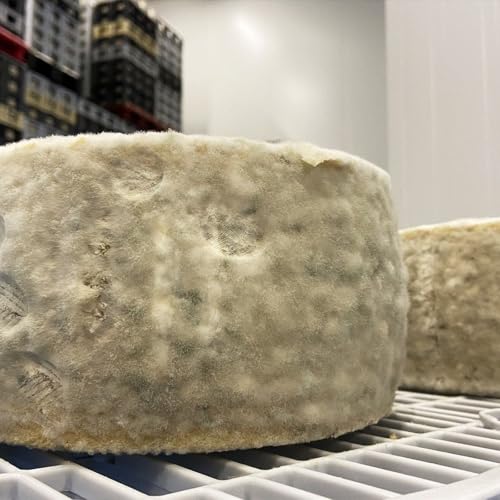 De primer plato, moho: La búsqueda de nuevos alimentos y sus cualidades culinarias by Unknown