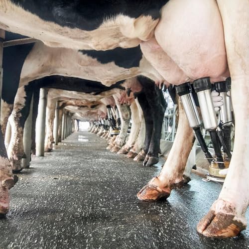 Dairy farmer sentiment rises as dairy commodity prices rally by Unknown