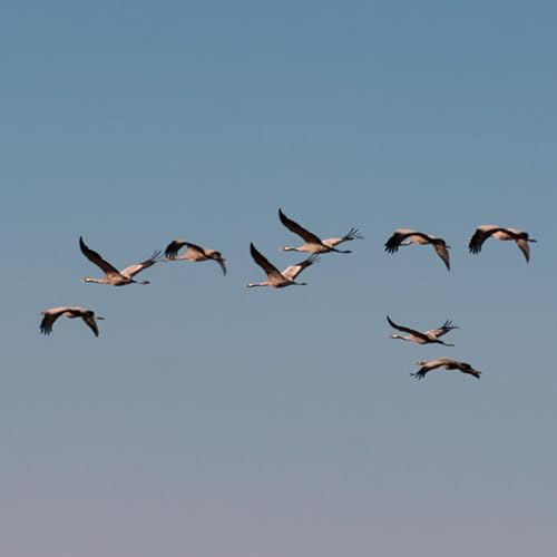 West Clare Wildlife Club Talk on Eurasian Cranes by Unknown