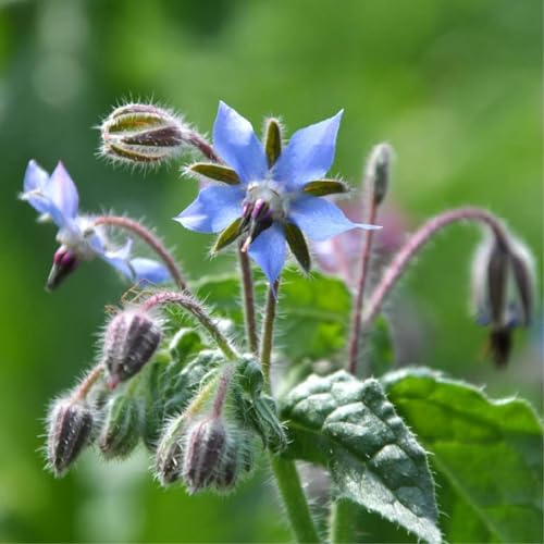 Companion Plants and Flowers for the Spring Garden by Unknown