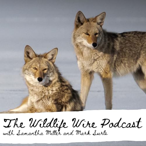 Legislative pitfalls and compromises on wildlife bills by Unknown