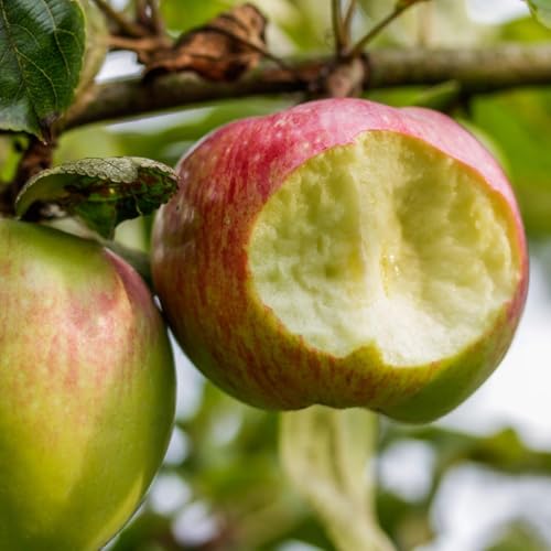 The Desecration of Man, Part 2 by Unknown