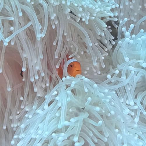 S3 E8: UNESCO Sounds Alarm on the Great Barrier Reef + Cyclone Narelle’s Fallout by Unknown