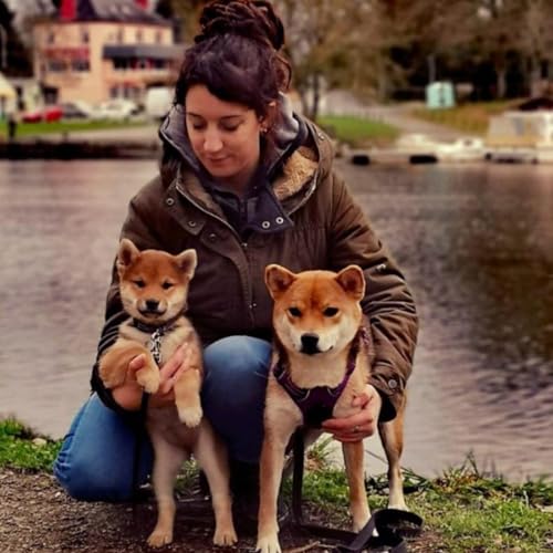 58. Le Shiba Inu : chien fascinant… ou défi du quotidien ? Rencontre avec Marine, éleveuse passionnée