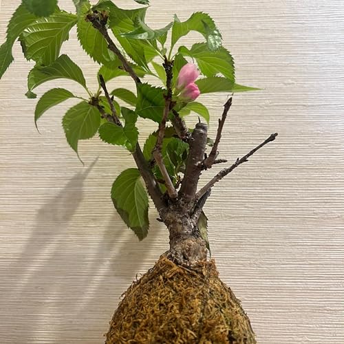 Day 458 | Full Bloom City, Quiet Sakura | Zen Journey Japan × India by Unknown