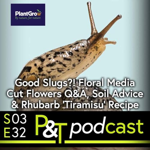 Slugs that are Good for the Garden? Soil & Mulch Advice, Rhubarb Tiramisu & Growing Cut Flowers with Floral Media by Unknown