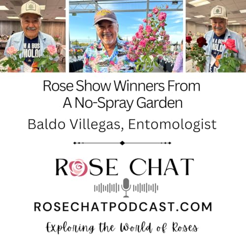 ROSE SHOW WINNERS FROM A NO-SPRAY GARDEN by Unknown