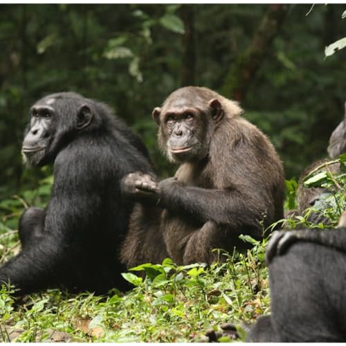 CHIMPANZEE CIVIL WAR by Unknown